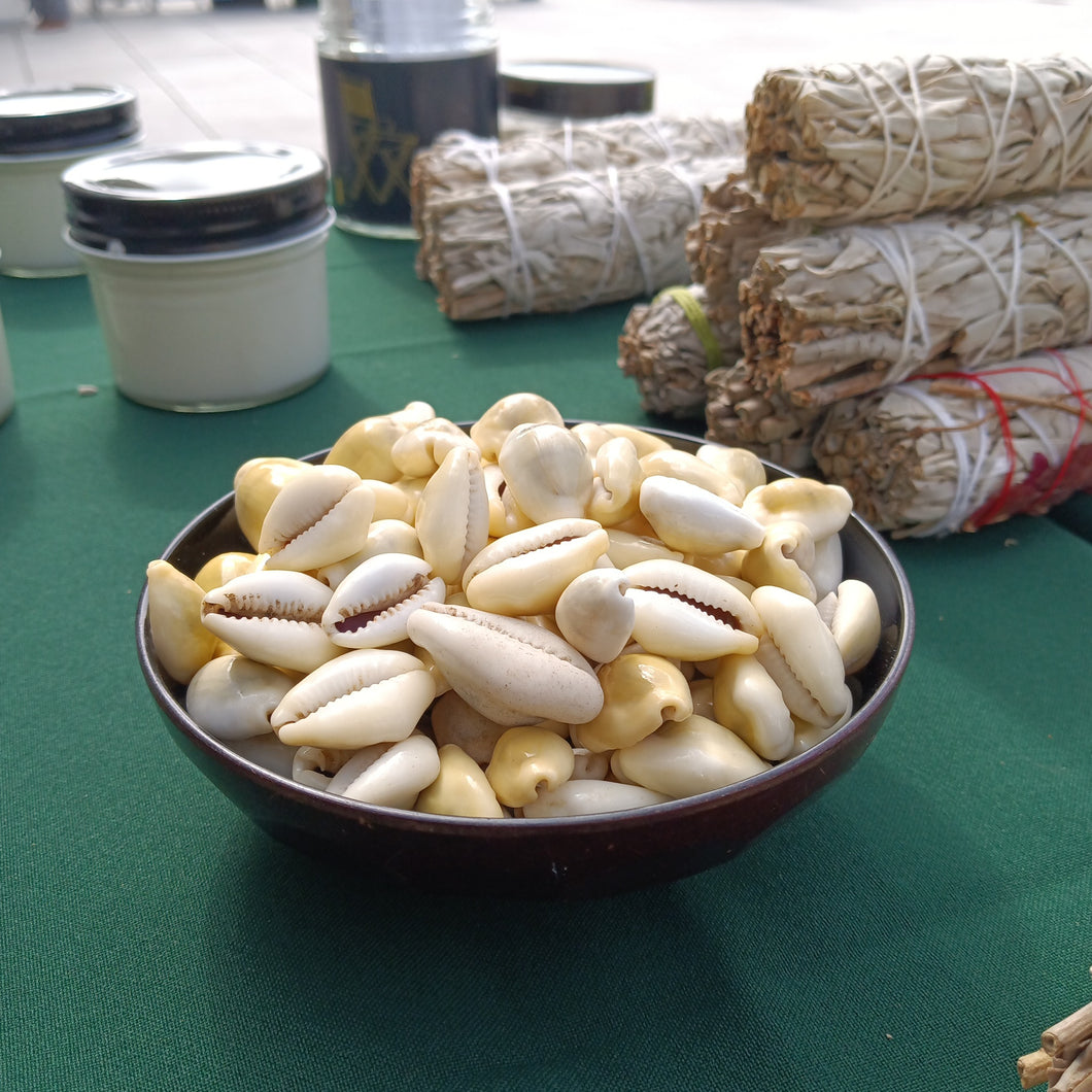 Cowrie Shells